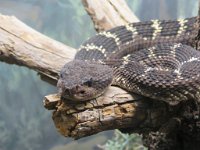 IMG_2408 Arizona Black Rattlesnake, Arizona Sonora Desert Museum, Tucson, AZ