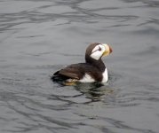 IMG_1327 Horned Puffin, Gulf of Alaska, Kenai Fjords National Park