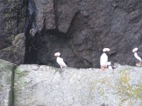 IMG_1459 Horned Puffin, Gulf of Alaska, Kenai Fjords National Park