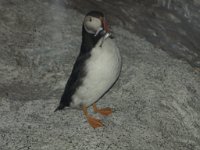 IMG_4536 Atlantic Puffin, Maine State Museum, Augusta ME