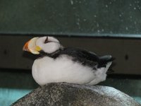 IMG_7528 Horned Puffin, Alaska Sealife Center, Seward, AK