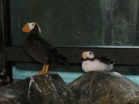 IMG_7541 Tufted Puffin and Horned Puffin, Alaska Sealife Center, Seward, AK