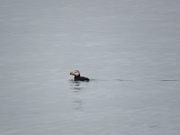 IMG_7995 Horned Puffin, Kachemak Bay, AK