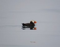 IMG_8000 Tuffed Puffin, Kachemak Bay, AK