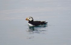 IMG_8012 Horned Puffin, Kachemak Bay, AK