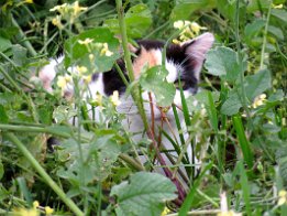 IMG_1609 Colony of Feral cats in Live Oak, FL