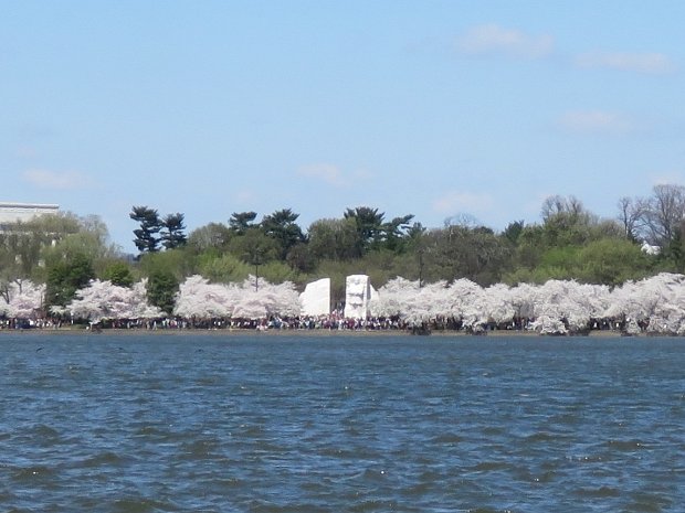 Cherry Blossoms April 11, 2015, Cherry Blossoms, Tidal Basin, DC