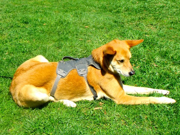DomesticAndFeral Megan's Collection of Domestic Dogs, Cats and Birds, as well as Feral Cats