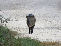 IMG 6192  Collared Peccary aka Javelina, Laguna Atascosa NWR, TX