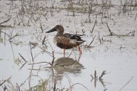 IMG 6202  Female Northern Shoveler, Laguna Atascosa NWR, TX