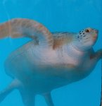 IMG 5554  Gerry,  Sea Turtle Inc, South Padre Island, TX