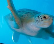 IMG 5606  Gerry, Sea Turtle Inc, South Padre Island, TX