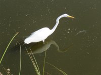 IMG 5607  Egret, SPI Birding Center, South Padre Island, TX