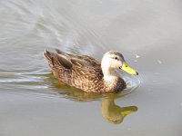 IMG 5649  Mallard, SPI Birding Center, South Padre Island, TX