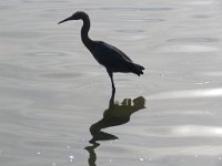 IMG 5660  Little Blue Heron, SPI Birding Center, South Padre Island, TX