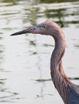 IMG 5672  Little Blue Heron, SPI Birding Center, South Padre Island, TX