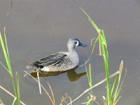 IMG 5737  Blue Winged Teal, SPI Birding Center, South Padre Island, TX