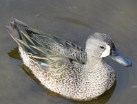 IMG 5742  Blue Winged Teal, SPI Birding Center, South Padre Island, TX