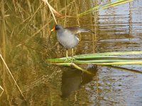 IMG 5752  Common Gallinule, SPI Birding Center, South Padre Island, TX