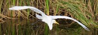 SeaTurtleInc-SPIBirdingCenter