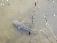 IMG 5800  Fish, SPI Birding Center, South Padre Island, TX