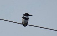 IMG 5833  Kingfisher, SPI Birding Center, South Padre Island, TX