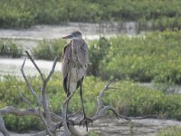 IMG 5888  Heron, SPI Birding Center, South Padre Island, TX