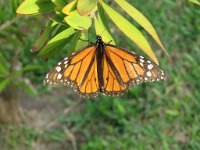 IMG 5892  Monarch, SPI Birding Center, South Padre Island, TX