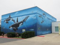 IMG 6000  Whale Wall, South Padre Island, TX