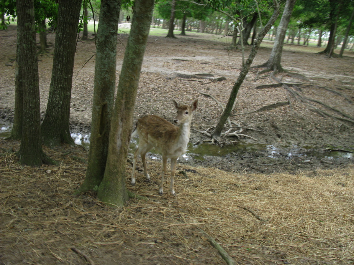 IMG_4750.JPG