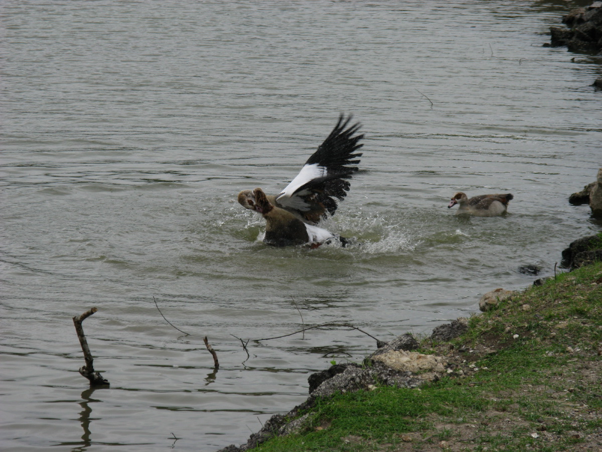 IMG_4833.JPG