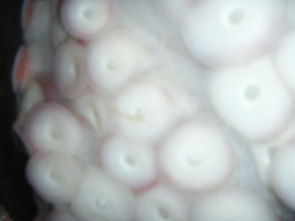 IMG 2160