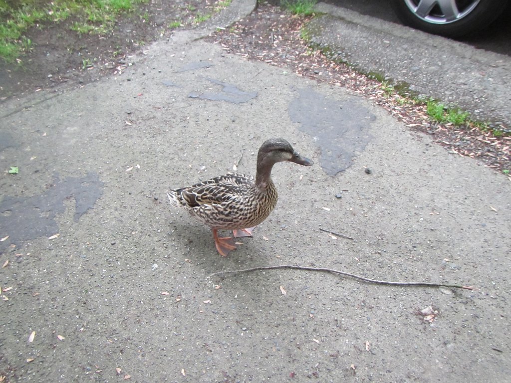 IMG 2266