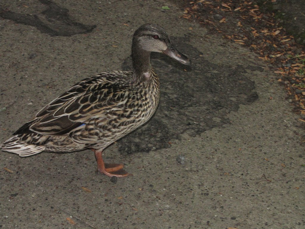 IMG 3367