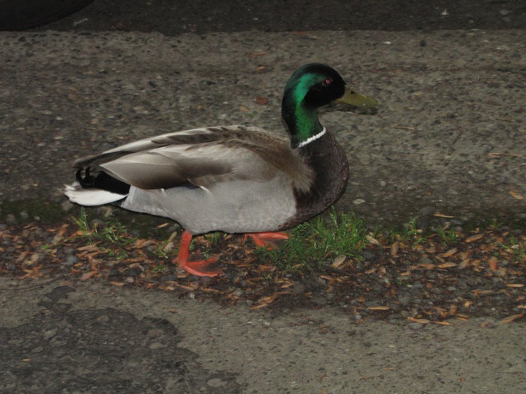 IMG 3368