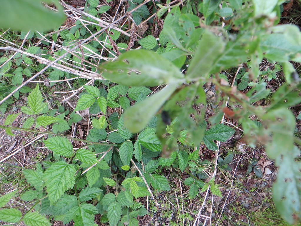 IMG 8077