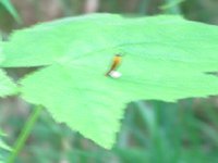 IMG_3666.JPG