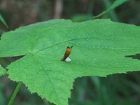 IMG_3667.JPG