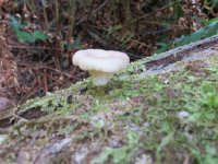 IMG_8066.JPG