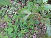 IMG_8077.JPG