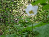 IMG_8088.JPG