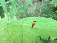 IMG_8093.JPG