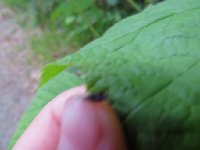 IMG_8094.JPG