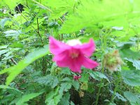 IMG_8099.JPG