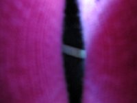 IMG_8109.JPG