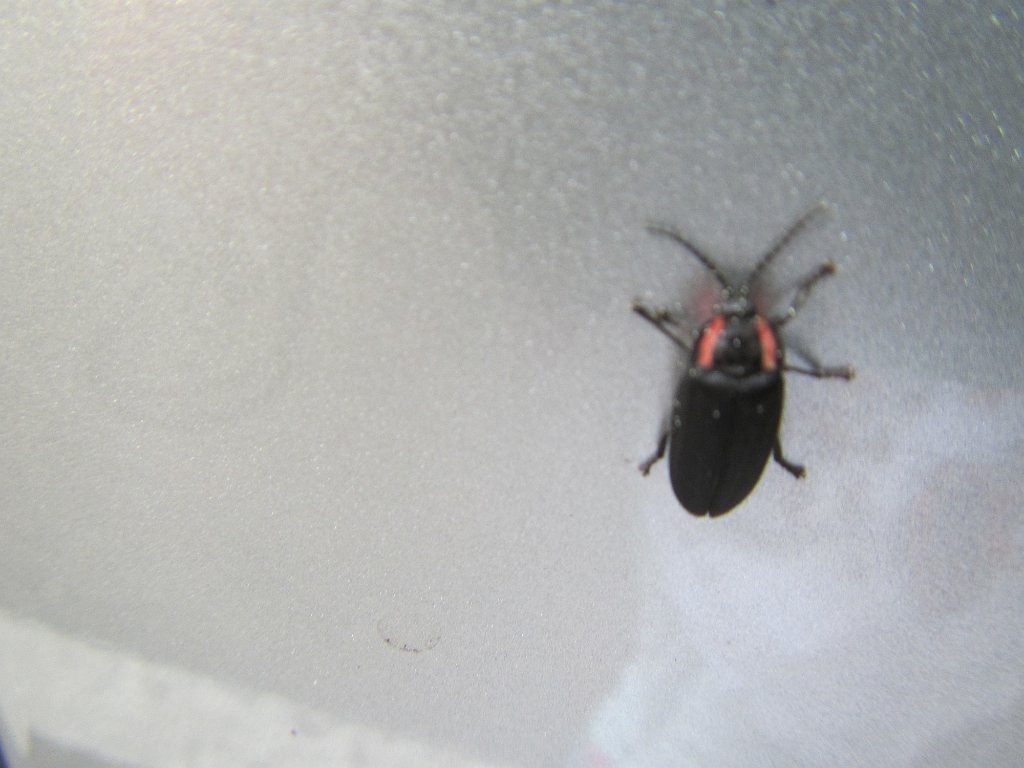 IMG 2356