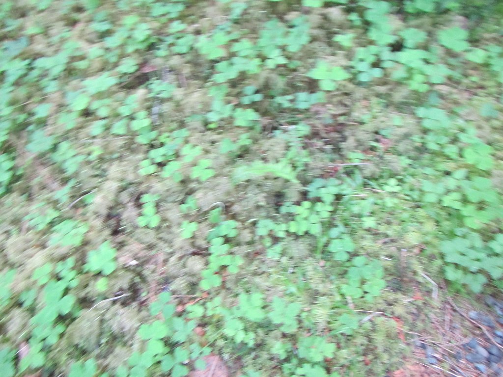 IMG 2377