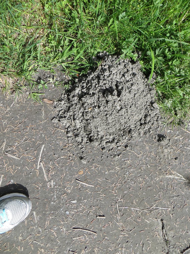 IMG 8318