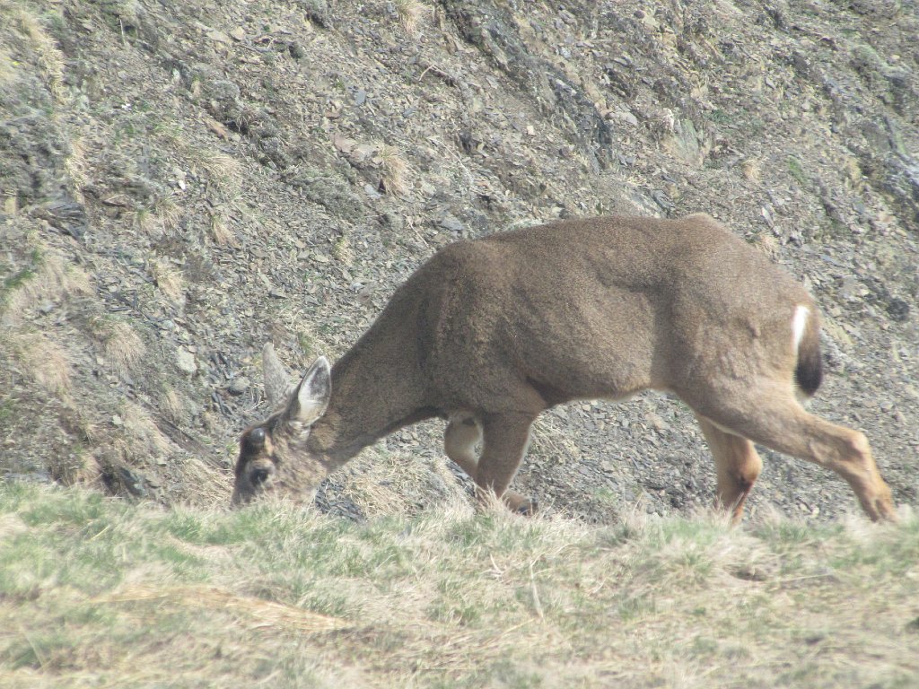 IMG 3536