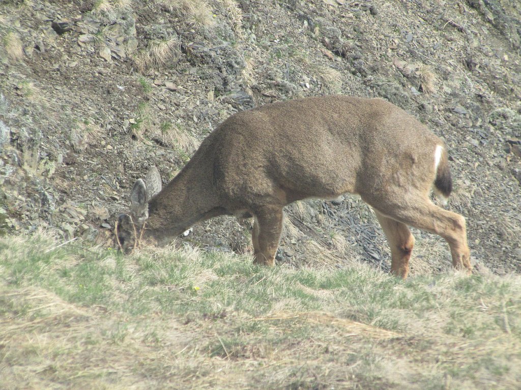 IMG 3537